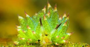 There are 49 sheep sea slug for sale on etsy, and they cost $22.16 on average. Adorable Sea Slugs Love Eating Algae So Much They Are Basically Solar Powered Like Plants