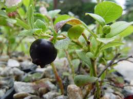 Image result for Vaccinium madagascariense