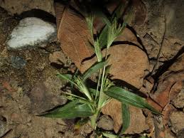 Image result for Hackelochloa granularis