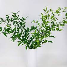 If you are having a large wedding, mixing the israeli… Italian Ruscus Wholesale Bulk Flower Delivery Bulk Greenery Online