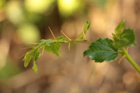 Image result for Priva flabelliformis