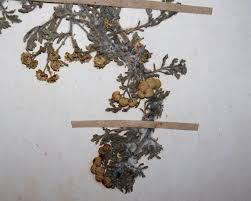 Image result for Grangea anthemoides