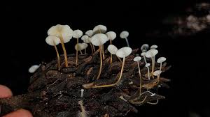 Image result for Strobilurus conigenoides