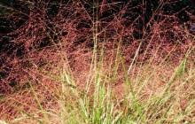 Image result for Eragrostis muerensis