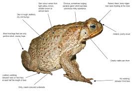 It was introduced to australia by the sugar cane industry in 1935 in an attempt to control beetles that were damaging the sugar cane. Cane Toad Priority Pest Animals Pest Animals Biosecurity Agriculture Victoria