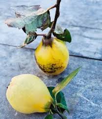 Ihrer beschreibung nach könnte es sich um die sogenannte fleischbräune handeln. 160 Quitten Ideen Quitten Quitte Quitten Rezepte