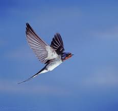 28012 Swallow In Flight Jpg 1167 1104 Barn Swallow Birds Flying Swallow