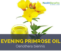 Oxidative stress in ageing of hair. Evening Primrose Oil Facts And Health Benefits