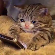 Pin Von Animal Pictures Auf Cat Tierbabys Bilder Tier Memes Susse Tiere