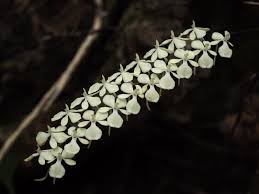 Image result for Aerangis ugandensis