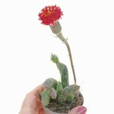 Image result for Senecio sp.no.1