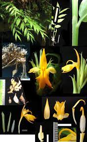 Bisa jadi dua jenis bunga berbeda memiliki nama yang sama di wilayah yang berbeda. Ada Temuan Jahe Jenis Baru Dari Sulawesi Mongabay Co Id Mongabay Co Id