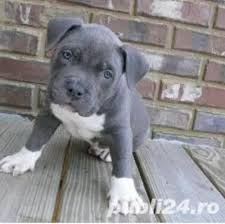 Amstaff Blue Gri Pitbull Puppies Pitbull Terrier American Pitbull Terrier