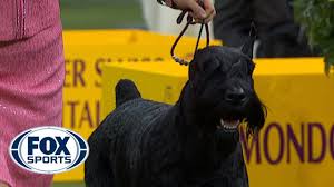 Westminster kennel club dog show. Ty The Giant Schnauzer Wins The Working Group Westminster Dog Show 2018 Fox Sports Youtube