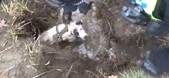 Na rozdíl od něj mi, nehledě na zákaz, do. Video Ve Stromovce Uvizl Pes V Bobri Nore Zasahovali Straznici I Hasici Praha 7 Z Kraje Prazska Drbna Zpravy Z Prahy