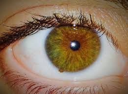 Fuckyeahheterochromia Brown Eyes Aesthetic Green Brown Eyes Heterochromia