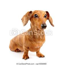 What breed of dogs don't shed hair? Brown Short Hair Dachshund Dog Canstock