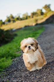 Best big dog breeds that dont shed. 20 Best Hypoallergenic Dogs Top Dog Breeds That Don T Shed Fur