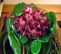 Image result for hoya plant flower