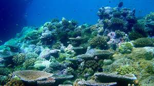 Lesson Plan Ocean Acidification Mock Conference Images of several species of planktonic gastropods, including five sea butterflies… ocean acidification. lesson plan ocean acidification mock conference