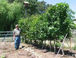 Trees of all kinds are the backbone of a garden. Hedgerow Planting Fruit Trees Dwarf Fruit Trees Espalier Fruit Trees