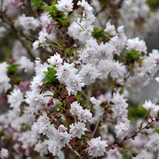Zuzu Fuji Cherry Prunus Incisa Rinpo In Bourbonnais Tinley Park Orland Park Homer Glen Illinois Il At Woldhuis Farms Sunrise Greenhouses