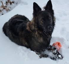 A homogeneous sable, also called a dominant sable, is a dog that received one sable gene from both of his parents. Dark Sable Long Haired German Shepherd Puppies For Sale Pets Lovers