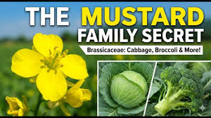 Image result for Brassicaceae