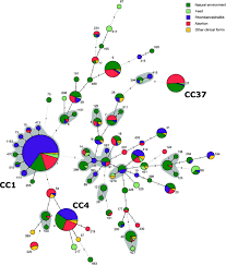 Listeria monocytogenes is the species of pathogenic bacteria that causes the infection listeriosis. Genetic Diversity Of Listeria Monocytogenes Strains In Ruminant Abortion And Rhombencephalitis Cases In Comparison With The Natural Environment Bmc Microbiology Full Text