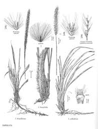 Image result for Imperata