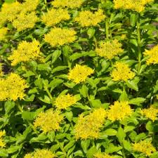 Image result for Aizoon virgatum