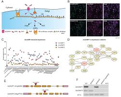 One of the most important types of cellular food is a molecule called glucose, which is a type of sugar and a carbohydrate. Discovery Of Putative Golgi S Adenosyl Methionine Transporters Reveals The Importance Of Plant Cell Wall Polysaccharide Methylation Biorxiv