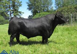Altabeef Registry continua dejando una excelente produccion dentro de la raza, sus hijos fueron de los mas destacados y precios record durante varios. altabeef