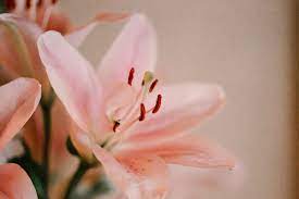 Die ayurveda panchakarma reinigungskur bewährt sich seit stephan mahler: Panchakarma Kur Fur Zuhause Komplette Anleitung Zur Ayurveda Kur