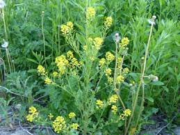 Mint also tends to have a similar growth pattern with that you will identify this plant apart from cannabis when it starts blooming yellow flowers in the spring. Yellow Rocket Pictures Flowers Leaves Identification Barbarea Vulgaris