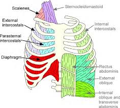 These important muscles control many motions that involve moving the arms and head — such as in addition to moving the arm and pectoral girdle, muscles of the chest and upper back work together. 2 Schematic Of The Chest Wall Musculature Indicating The Location Of Download Scientific Diagram