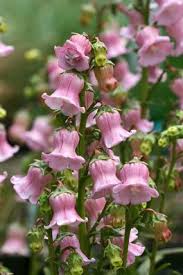 A Must For Any Garden Campanula Flowers Perennials Pretty Flowers Blooming Flowers