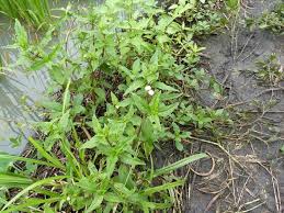 Image result for Eclipta prostrata