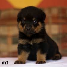 Like any breed, rottweilers can be aggressive and territorial if not properly trained or socialized. New Rottweiler Litter Fp Rottweiler Breeder