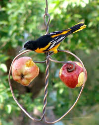 We did not find results for: Top 5 Ways To Get Orioles At Your Birdfeeders The Zen Birdfeeder