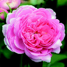Rose louise odier (rose louise odier) refers to the bourbon roses and has all their properties. Historische Strauchrose Rose Louise Odier Rosa