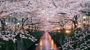 5,703 free images of cherry blossom. How To See Japan S Cherry Blossoms In 2019 Conde Nast Traveler