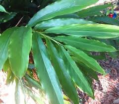 Image result for Siphonochilus rhodesicus