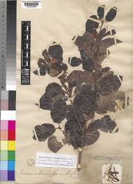 Image result for Mascarenhasia