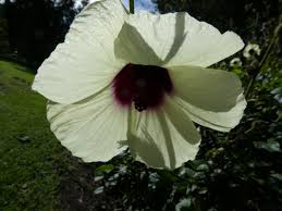 Image result for Hibiscus diversifolius