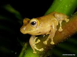 Image result for Pristimantis mutabilis