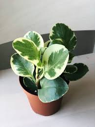 We did not find results for: Golden Gate Peperomia Live House Plant Etsy Peperomia Plant Peperomia Obtusifolia Variegata Peperomia