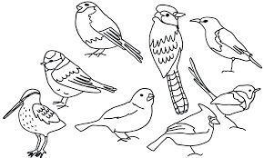 Paris (france) will welcome karate's qualification event for the games of the xxxii olympiad tokyo 2020. Draw A Picture Of A Bird Day April 8 2021 Happy Days 365