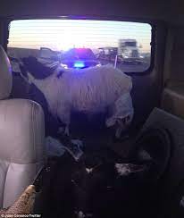 Jose Canseco Pulled Over With Diapered Goats In His Car Daily Mail Online
