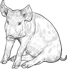 How to draw a pig very easy for beginners pig sketch draw session. Cute Pig Drawing Realistic Novocom Top
